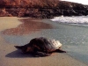 Lampedusa_Tartaruga_Caretta_Caretta