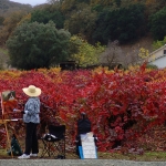 Artist In Sonoma Valley