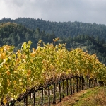 Fallvineyards