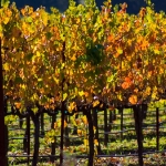 napa fall colors