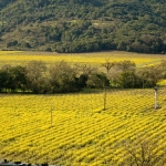 train and mustard from above