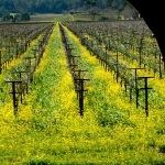 veduta dei vigneti dal Napa Valley Wine Train