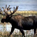 Yelllowstone_moose_2