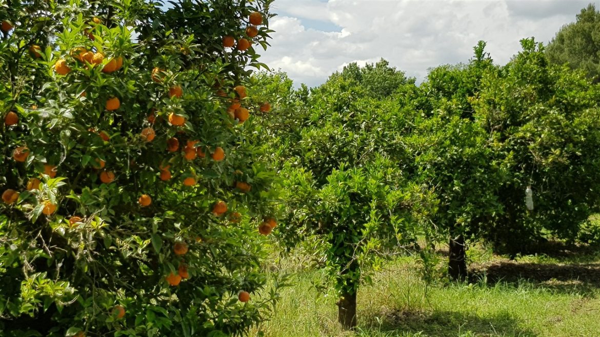 Borgo Valle Rita in una zona verdissima tra Puglia e Basilicata. Una struttura dove relax e gastronomia sono vincenti. A pochi km da Matera capitale europea della cultura