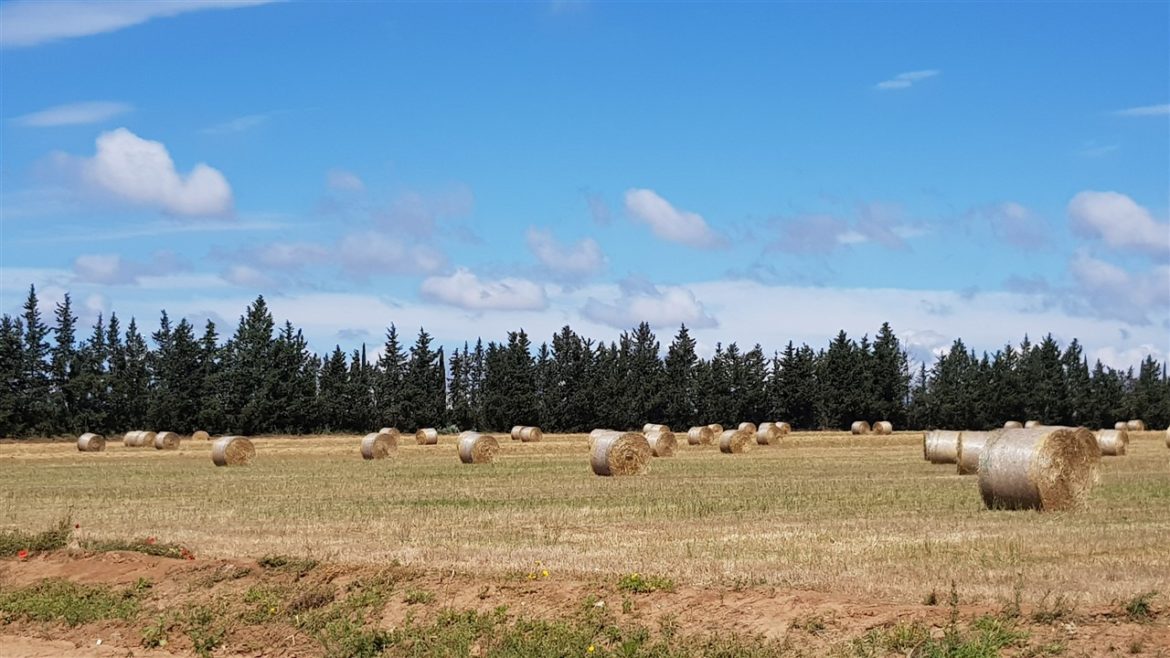 Borgo Valle Rita in una zona verdissima tra Puglia e Basilicata. Una struttura dove relax e gastronomia sono vincenti. A pochi km da Matera capitale europea della cultura