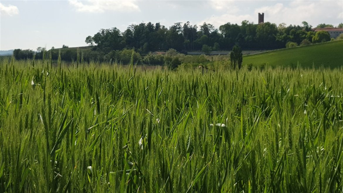 Monferrato Autentico, eventi e tartufi